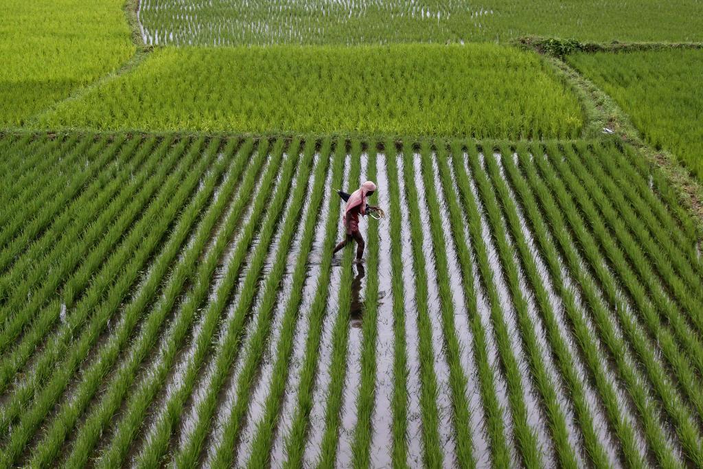 Det genmodifierade gyllene riset väcker debatt. (Foto: Biswaranjan Rout -arkivbild)