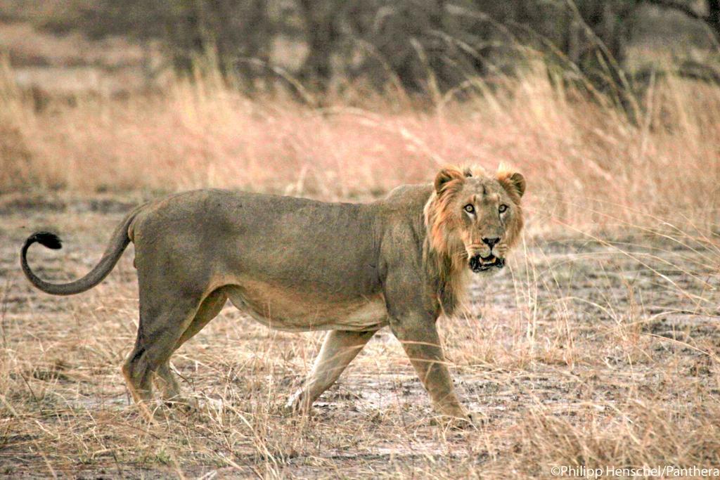 Lejonhanne i nationalparken Pendjari i Benin, Västafrika. Lejonen i västra och centrala Afrika är starkt hotade och har dessutom visat sig vara genetiskt unika. (Foto: Phillip Henschel /Panthera)