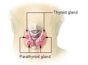 Sköldkörtel (thyroid gland) och bisköldkörtlar (parathyroid glands). (Foto: Public Domain)