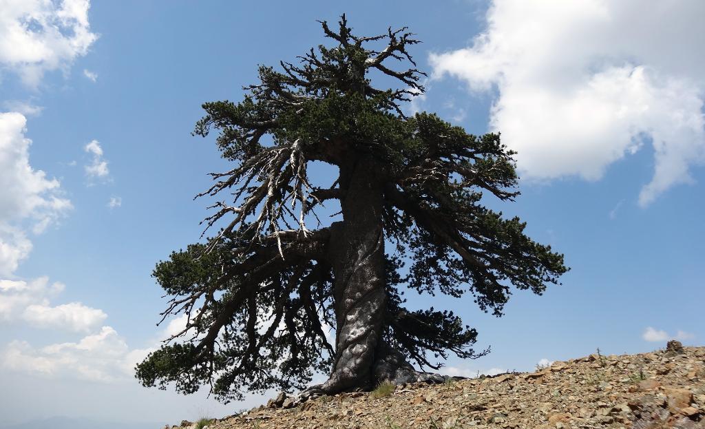 Här ståtar "Adonis" med sina 1 075 år, en ormskinnstall i norra Grekland som enligt vetenskaplig metodik är det äldsta kända levande trädet i Europa. (Foto: Oliver Konter)