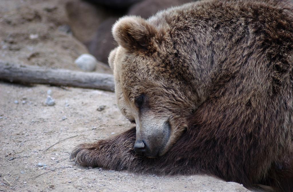 Nu kan landets björnar sova lugnt igen. Årets björnjakt är över. (Foto: Fredrik Sandberg / TT-arkivbild)
