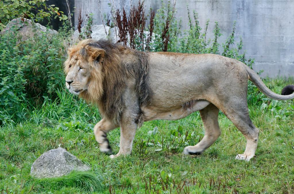 
Det är oklart hur lejonen lyckades ta sig ur sin inhägnad. Lejonet på bilden är inte inblandat i händelsen. (Foto: Terje Pedersen/NTB Scanpix/TT-arkivbild)