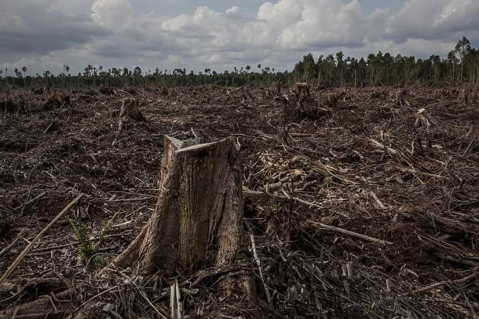 På sin höjd är det stubbar kvar när skogen avverkats för papper och pappersmassa på Sumatra i Indonesien. (Foto: Ulet Ifansasti /Getty Images)