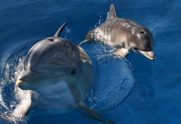 Delfinernas ljud är varierade och tros utgöra ett rikt språk.  (Foto: Justin Sullivan/Getty Images)
