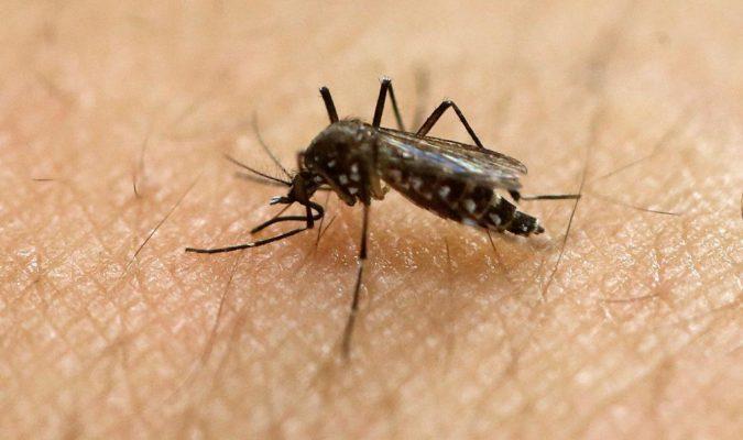 Zikavirus sprids framför allt av myggor och i sällsynta fall genom sex. Nu har viruset i hittats levande i sperman hos en man efter över tre månader. Arkivbild. (Foto: Andre Penner/AP/TT)