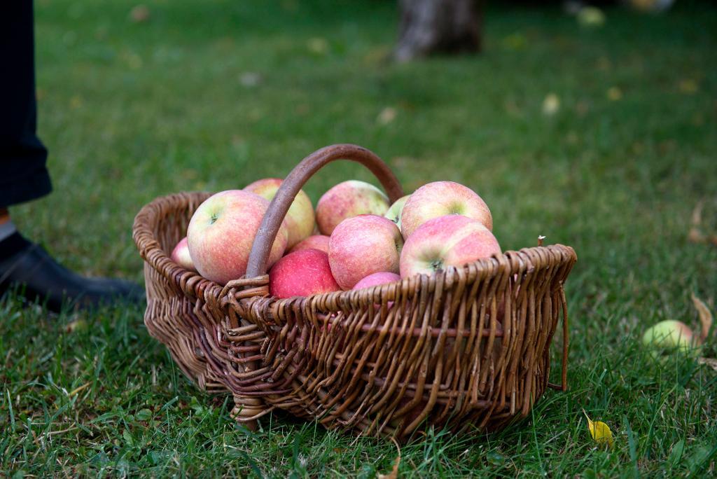 En kvinna greps i går i Eskilstuna misstänkt för att ha storpallat äpplen i trädgårdar. (Foto: Fredrik Sandberg /TT)