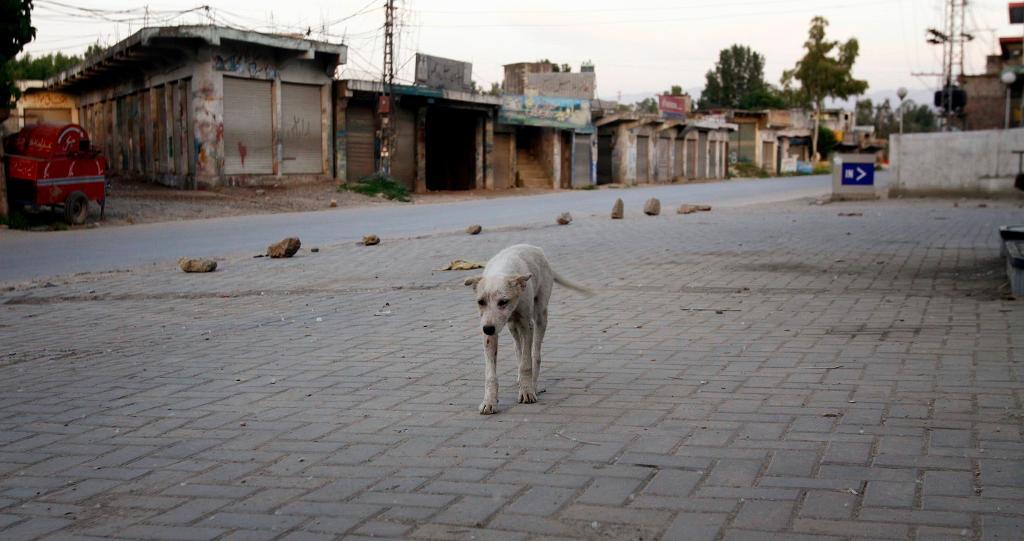 Pakistanska myndigheter dödar hundar på löpande band för att få läget under kontroll. (Foto: Mohammad Sajjad/AP/TT-arkivbild)