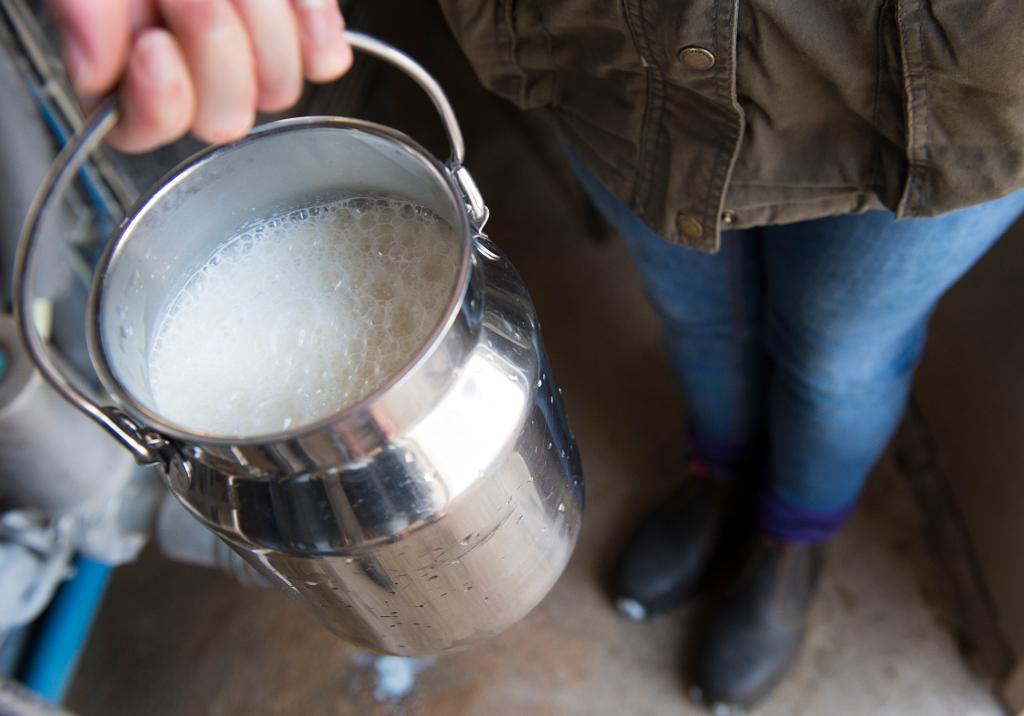 Arla höjer mjölkpriset som betalas till bönder för tredje gången i år. (Foto: Arkivbild. Henrik Montgomery/TT)