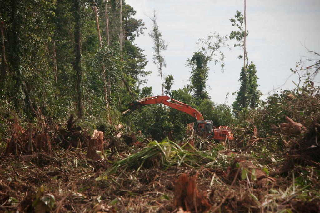 En grävmaskin arbetar med att avverka regnskog i Indonesien för att ge plats åt en palmoljeodling 2011. Arkivbild. (Foto: Heri Juanda/AP/TT)