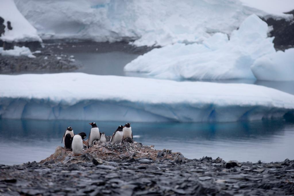 Antarktis pingviner kommer att få en större trygghet i ett marint havsreservat tre gånger större än Sverige. (Foto: Natacha Pisarenko AP/TT)