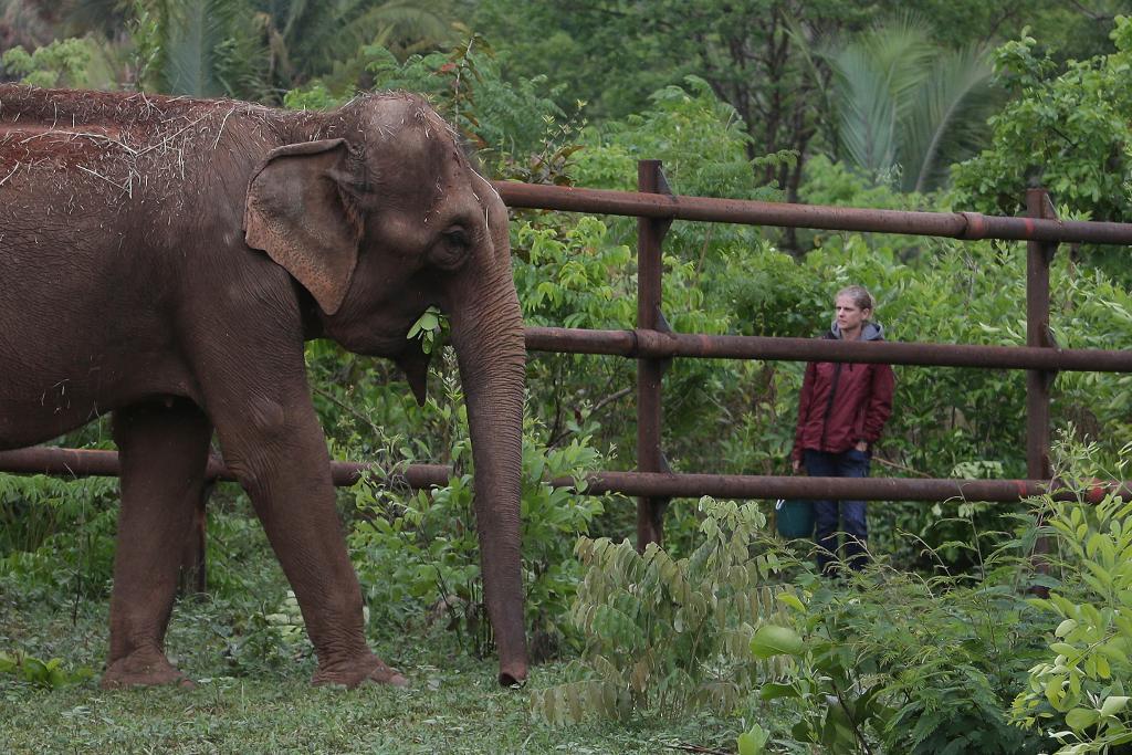 Den asiatiska elefanten Guilda ser sig om i sitt nya hem. (Foto: Eraldo Peres/AP/TT)