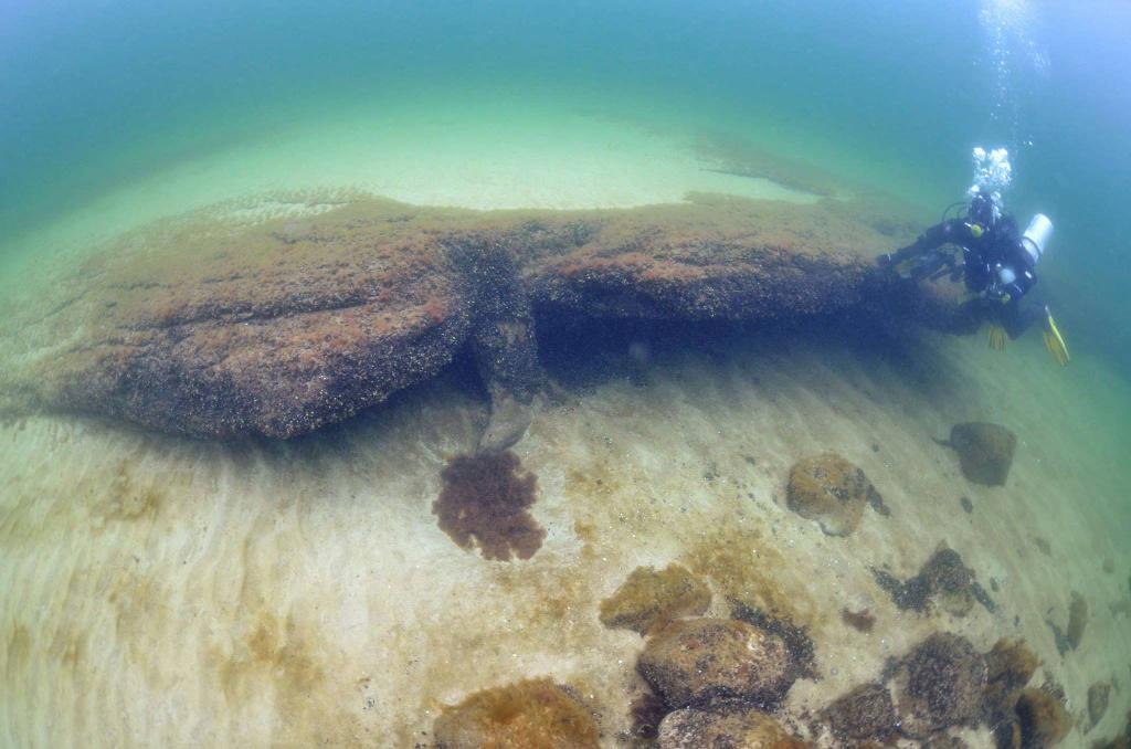 Flätade hasselkäppar som för cirka 9 000 år sedan utgjorde en stationär fiskfälla syns som ljusa streck i den mörka gyttjan i Hanöbukten utanför Haväng på Österlen. (Foto: Arne Sjöström/TT)