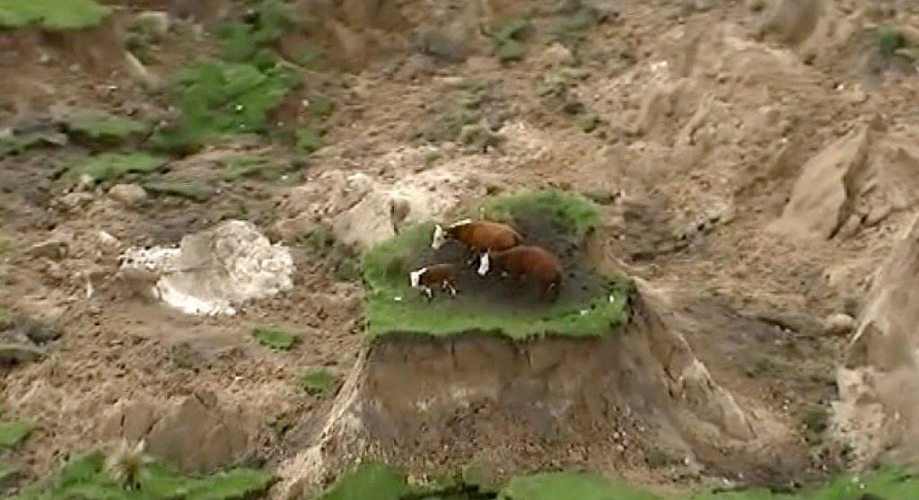 Tre kor står strandade sedan marken runt dem försvunnit efter ett jordskred till följd av de kraftiga jordskalven i Nya Zeeland. (Foto: Newshub/AP)