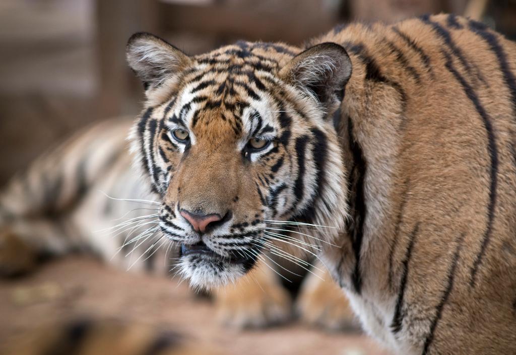 En thailändsk tiger. (Foto: AP/TT-arkivbild)