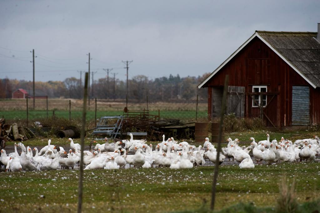 Fågelinfluensa har hittats hos tama fåglar i Danmark. Foto: Björn Larsson Rosvall/TT-arkivbild)