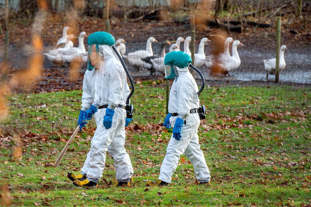 Danska Livsmedelsverket har konstaterat fågelinfluensa vid en besättning på norra Själland. Runt 30 fåglar har dött. (Foto: Bax Lindhardt/Scanpix/TT)
