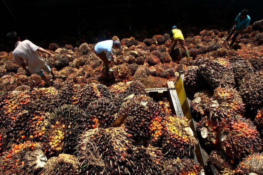 Sortering av palmfrukter i Indonesien. (Foto: Tatan Syuflana/AP/TT-arkivbild)