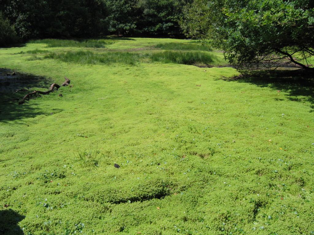 Vattenkrassula, eller sydfyrling, hotar det svenska ekosystemet, varnar länsstyrelsen i Skåne som hittat växten i en dagvattendamm i Helsingborg. Bilden visar inte utbredningen i Helsingborg. (Foto: Länsstyrelsen i Skåne)