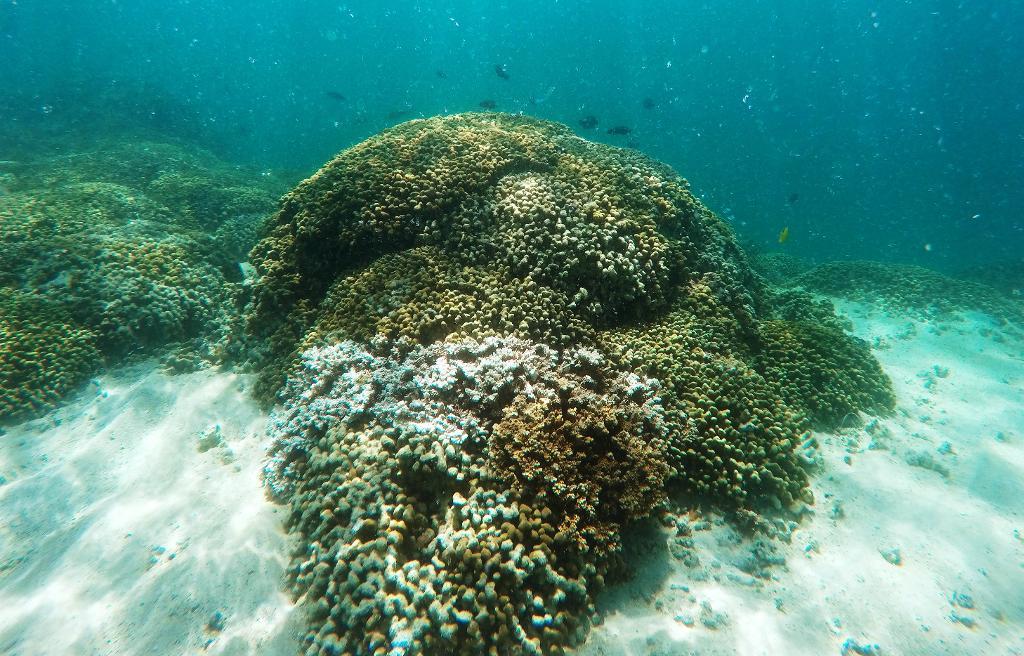 Australiska regeringen vill undvika att Stora barriärrevet utanför landets kust hamnar på FN:s lista över hotade världsarv. Korallerna i revet dör i allt snabbare takt på grund av klimatförändringarna. (Foto: Caleb Jones/AP/TT-arkivbild)