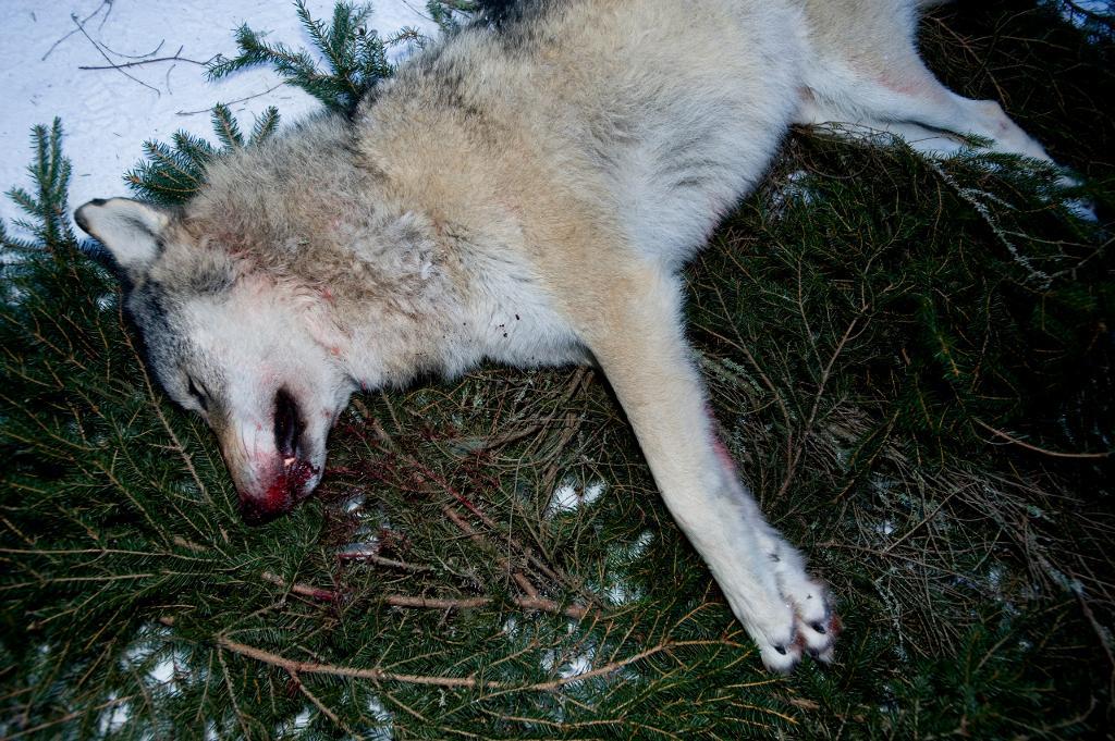 Wolf Association har överklagat vinterns vargjakt, men måste nu visa att de har behörighet. (Foto: Lars Pehrson / SvD / TT-arkivbild)