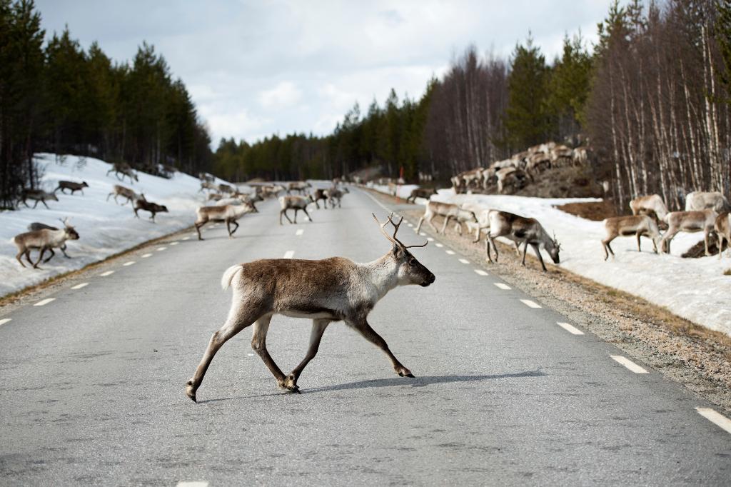 Drygt 10 000 renar har dödats i trafiken under en femårsperiod, rapporterar samiska nyhetsprogram med hänvisning till statistik från Sametinget. (Foto: Henrik Montgomery/TT-arkivbild)