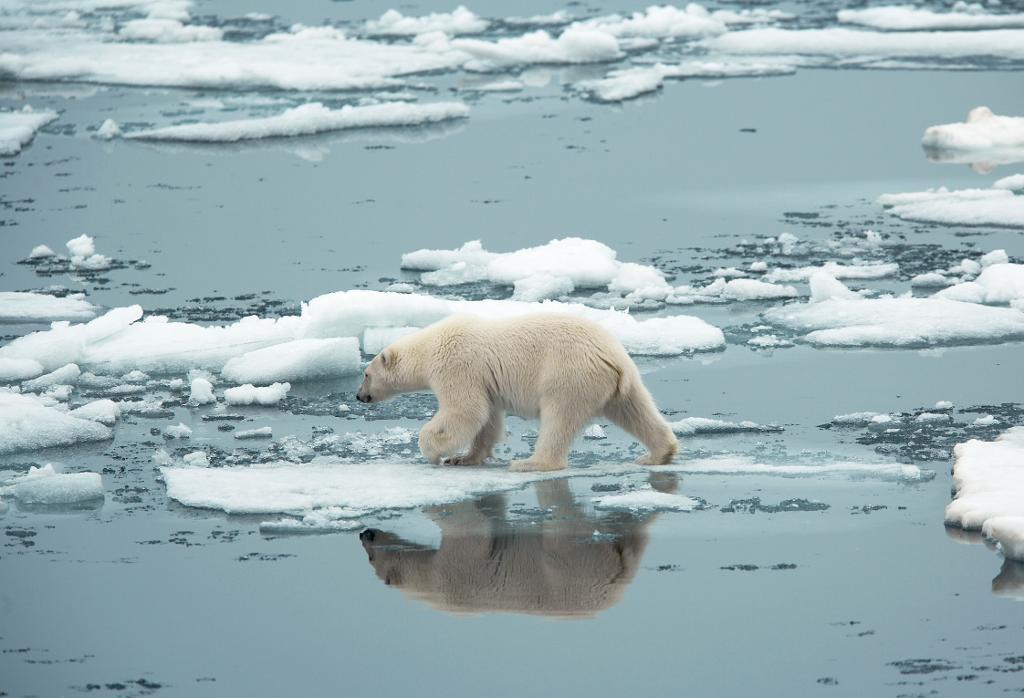 Isbjörn i drivisen vid Spetsbergen. Ännu är isbjörnen en ganska vanlig art i Arktis, men risken har ökat för att den snart kommer att minska i antal. (Foto: Svein Wik