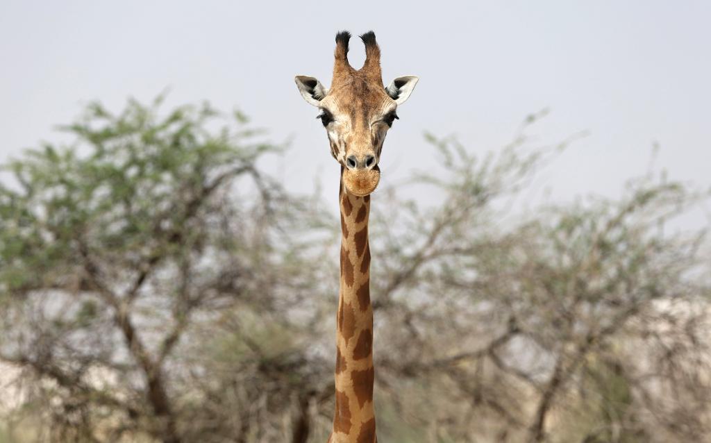 En giraff. (Foto: Kamran Jebreili/AP/TT-arkivbild)