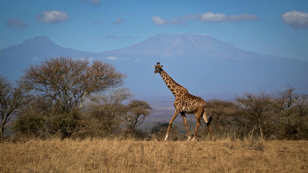 En giraff i nationalparken Amboseli i Kenya med Afrikas högsta berg Kilimanjaro i bakgrunden. Girafferna har minkat kraftigt i antal i Afrika de senaste 30 åren. (Foto: Khaled Kazziha)