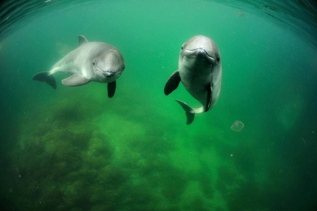 Östersjötumlarna blir färre, i dagsläget finns bara omkring 500 djur kvar. (Foto: Solvin Zankl/WWF)