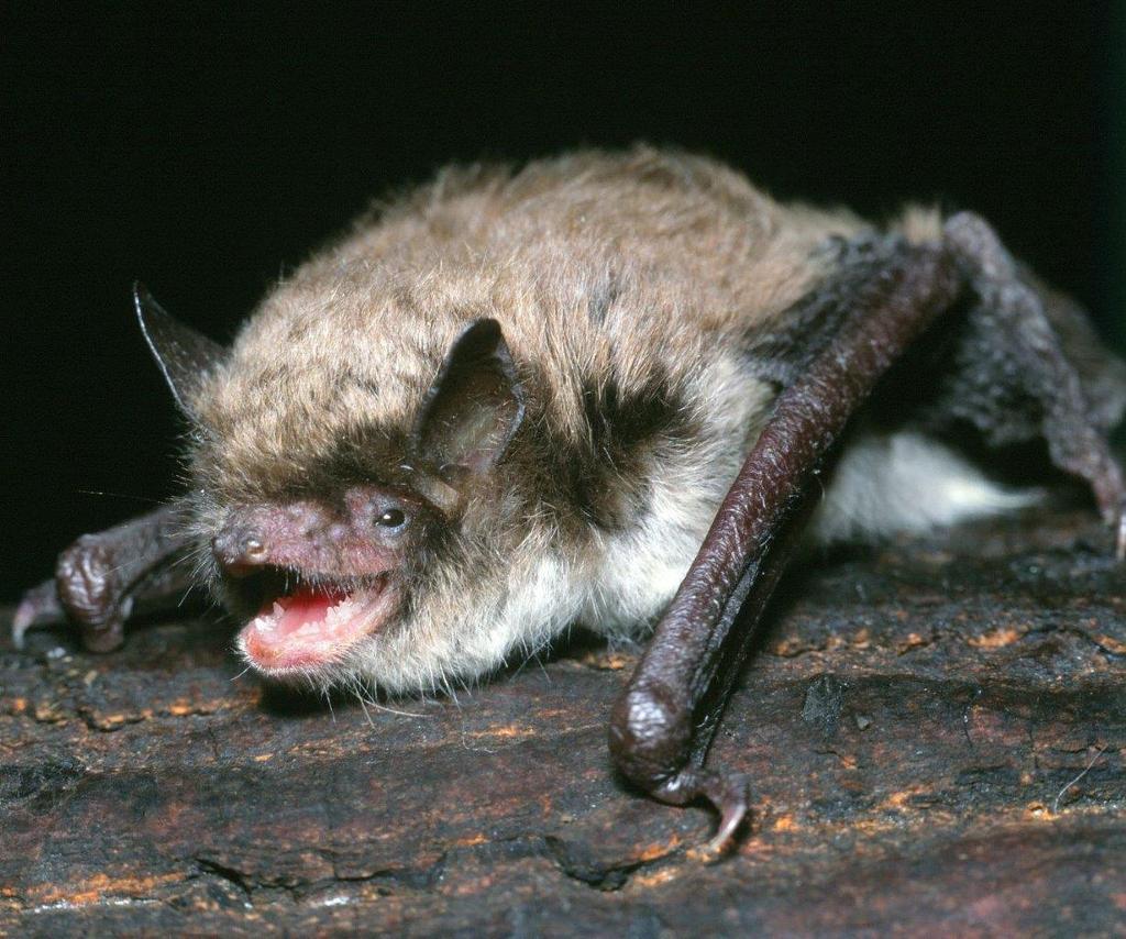 Forskare har hittat antikroppar mot rabies hos vattenfladdermöss i Skåne och Småland. På bilden en annan art, Brandts fladdermus, som är ett av världens minsta däggdjur med en vikt om bara fem gram. (Foto: Milos Andera)