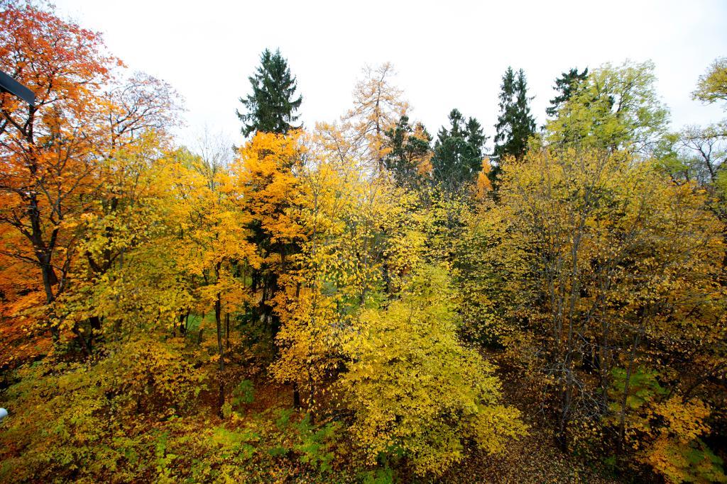 Skogen växer så det knakar i Sverige. Barrträd är fortsatt vanligast men även planteringen av lövträd ökar. (Foto: Åserud, Lise)