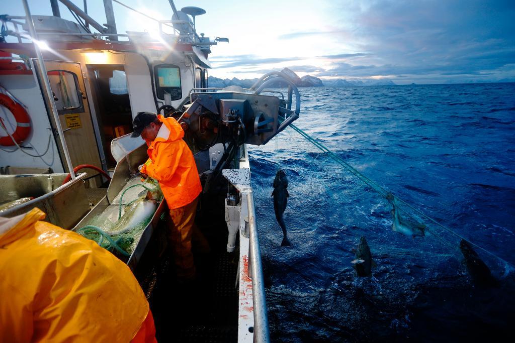 Den norska fiskenäringen har omsatt 23 miljarder norska kronor under 2016. (Foto: Cornelius Poppe/NTB/TT-arkivbild)

