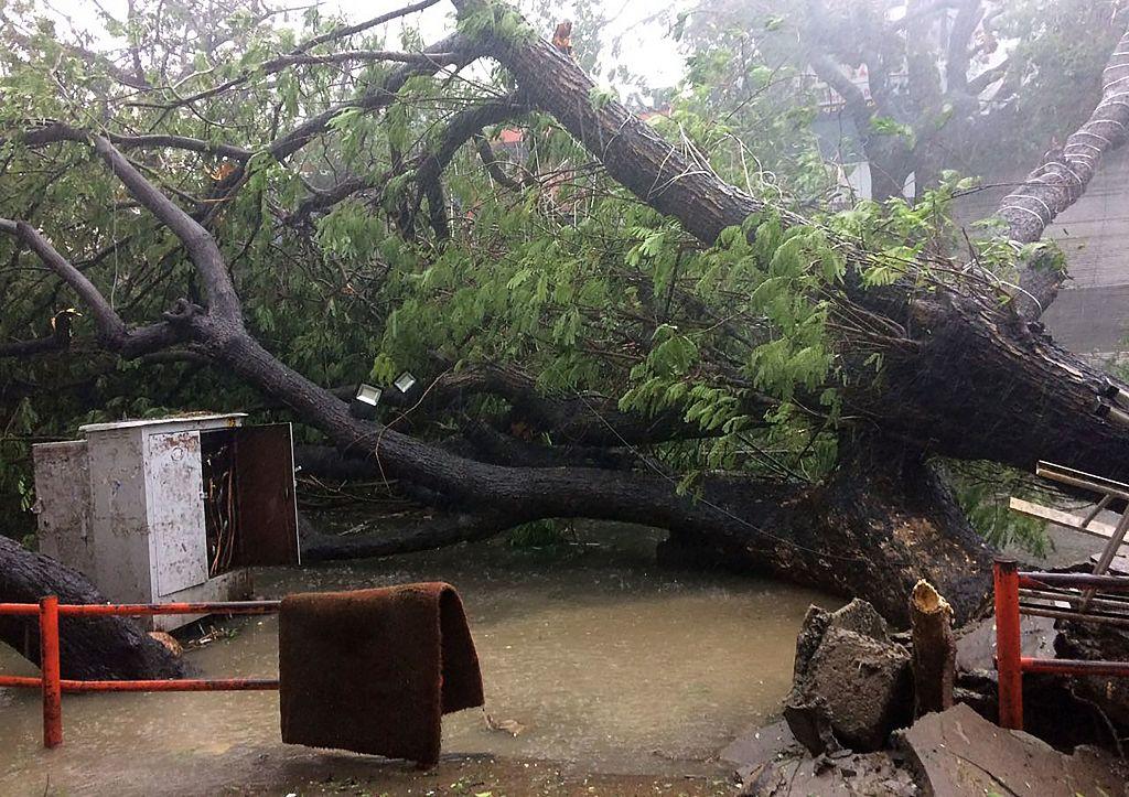  I Chennai, Indien, slets trädet upp med rötterna i den svåra stormen, med vindar på 140 kilometer i timmen. (Foto: /AFP/Getty Images)


