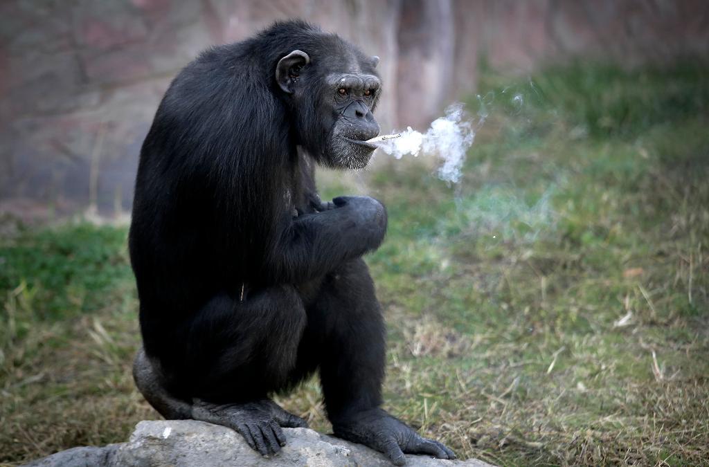 Den 19-åriga schimpanshonan Azalea, vars koreanska namn är Dallae, röker en cigarett i den centrala djurparken i Nordkoreas huvudstad Pyongyang. (Foto: Wong Maye-E/AP/TT)