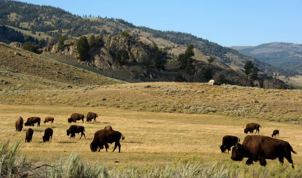 Bisonoxar i Lamardalen i nationalparken Yellowstone. Arkivbild. (Foto: Matthew Brown/AP/TT)