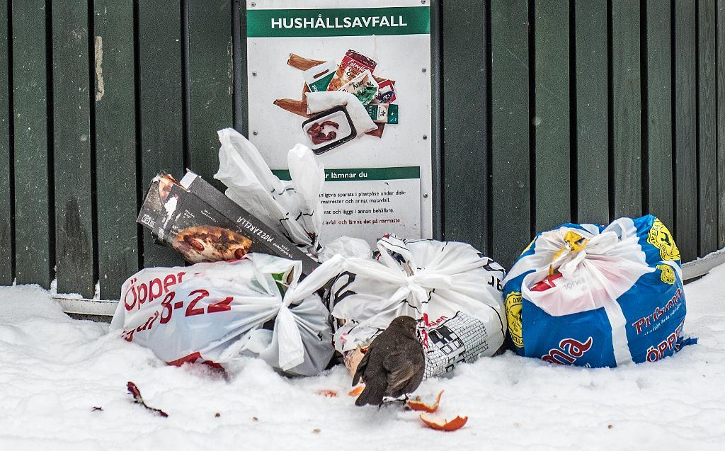 En bild från förra vintern då det rådde sopkaos även i den svenska huvudstaden. (Foto: Tomas Oneborg/SvD/TT)