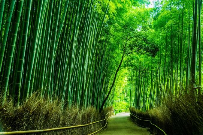 
Bambu växer högt och rakt, utan att böja sig för omgivningen.                                             