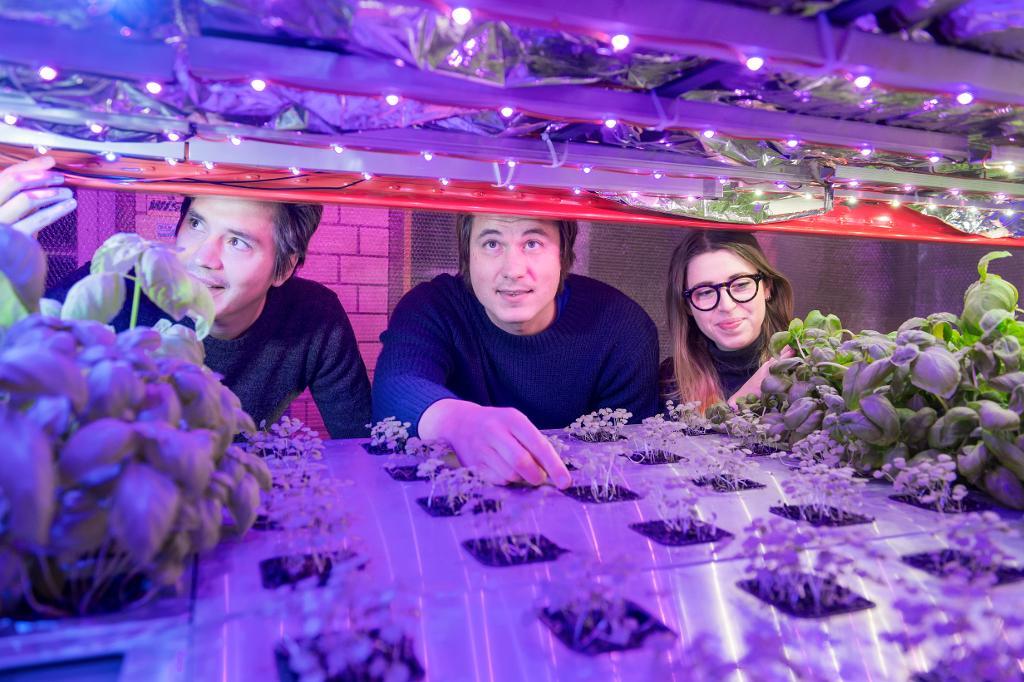 Robin Lee, Petter Olsson och Natalie de Brun driver företaget Grönska som odlar basilika med vertikal odlingsteknik som bygger på LED-lampor och hydroponi. (Foto: Stina Stjernkvist/TT)