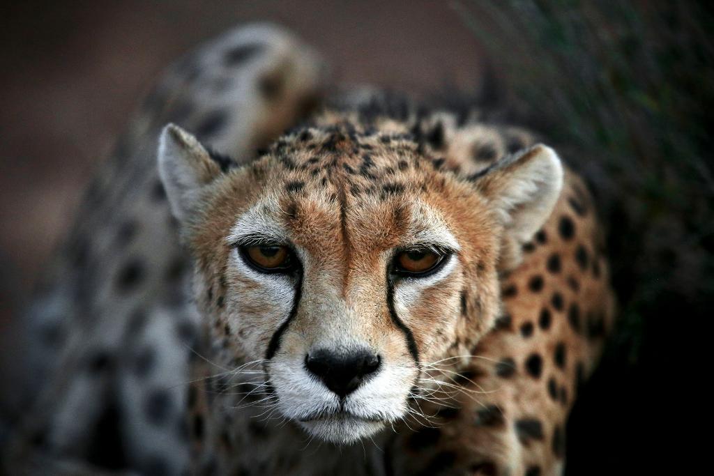 Efterfrågan på exotiska djur som husdjur i arabländer utgör ett hot mot bland annat gepardens överlevnad, eftersom vilda ungar tillfångatags i Afrika och smugglas i en brutal och illegal handel. (Foto: Vahid Salemi/AP/TT-arkivbild)