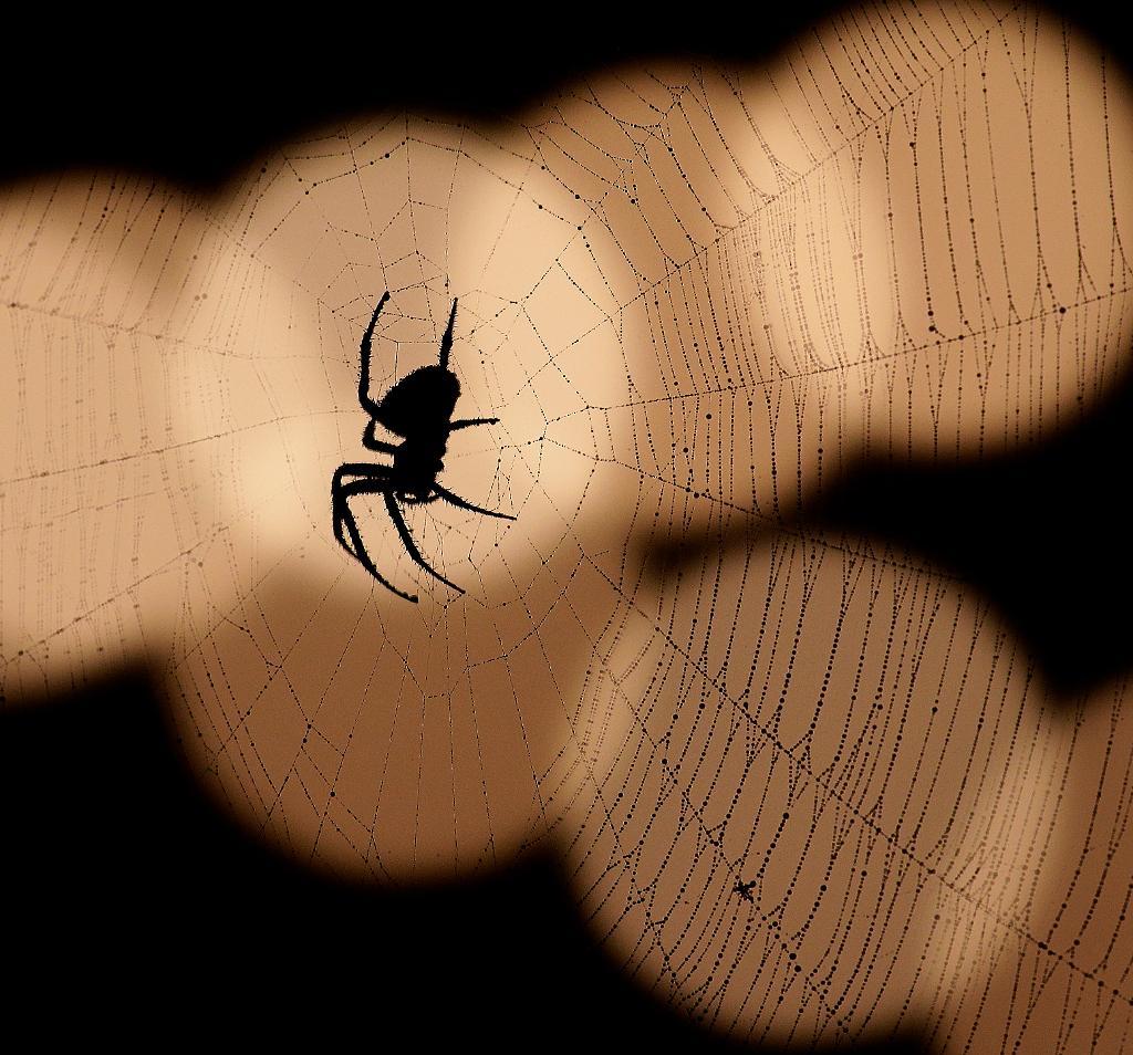 Spindelblitzen anordnas på deltagarnas egna villkor. (Foto: Charlie Riedel/AP/TT-arkivbild)
