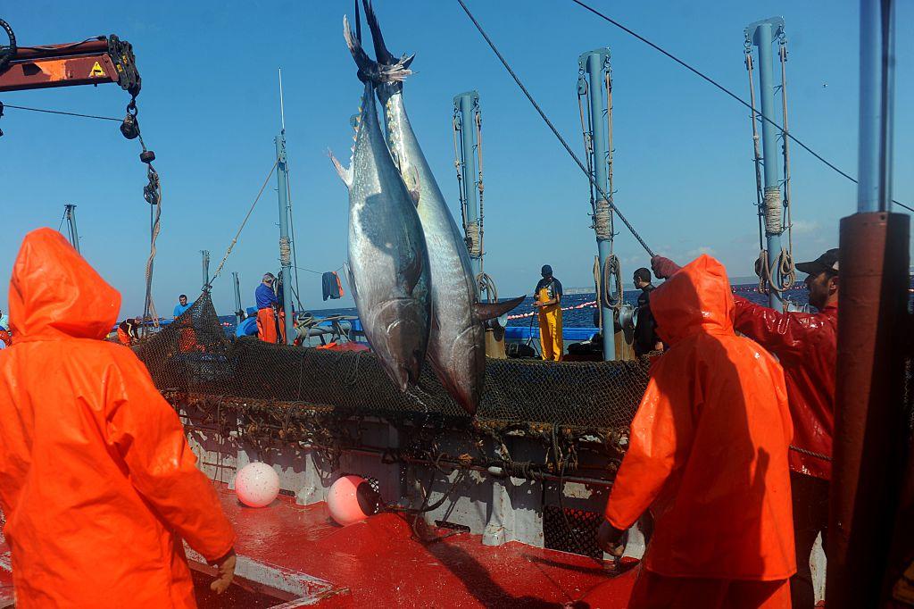 Spanskt tonfiskfiske i maj 2015 (Foto:Christina Quicler/AFP/Getty Images)
