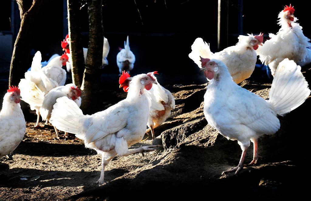 Från och med nästa vecka blir det svårt att få tag på ägg från utehöns eftersom fågelinfluensarisken tvingar pullorna att stanna inne.  Foto: Ingvar Karmhed / SvD / TT