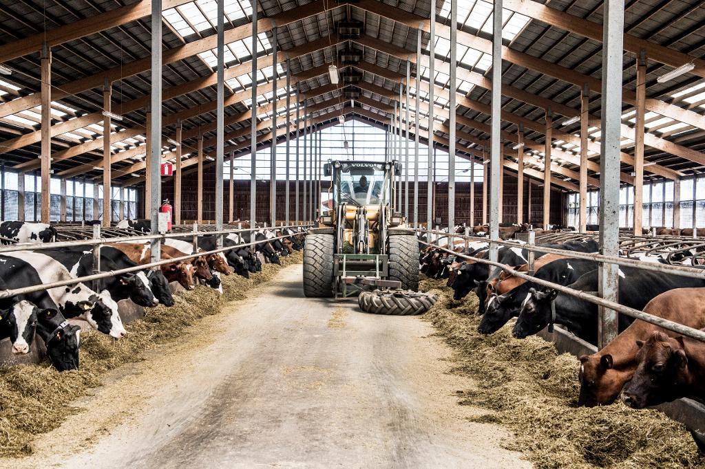 Landets mjölkbönder kan nu söka totalt 65 miljoner kronor i stöd hos Jordbruksverket.   Foto: Lars Pehrson/SvD/TT-arkivbild
