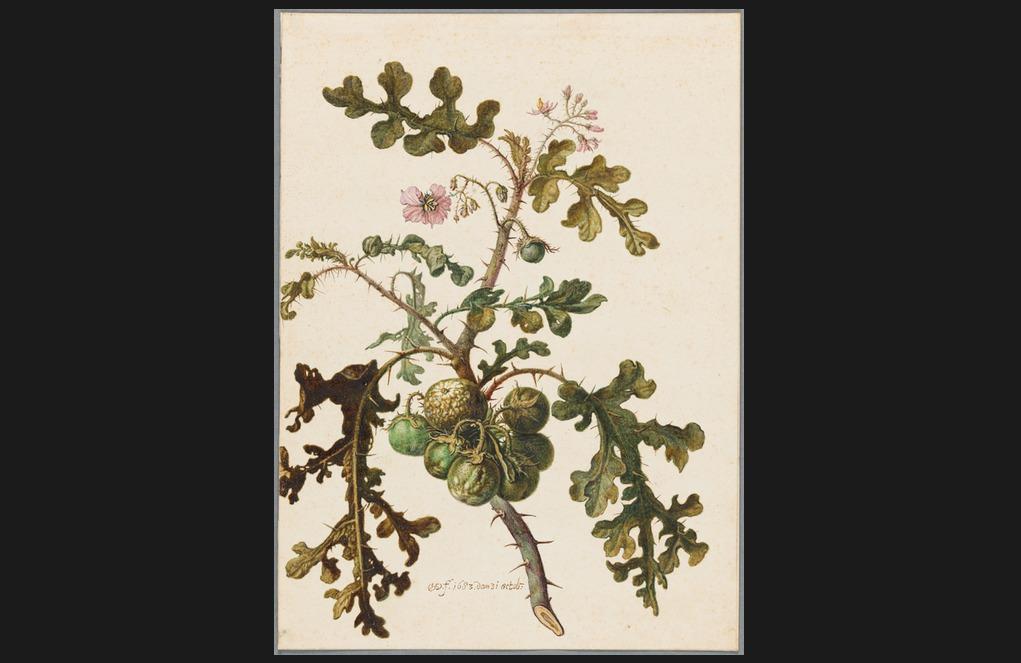 
Herman Saftleven, Studie av blek taggborre eller Litchi tomat (Solanum sisymbriifolium), 1683.                                            