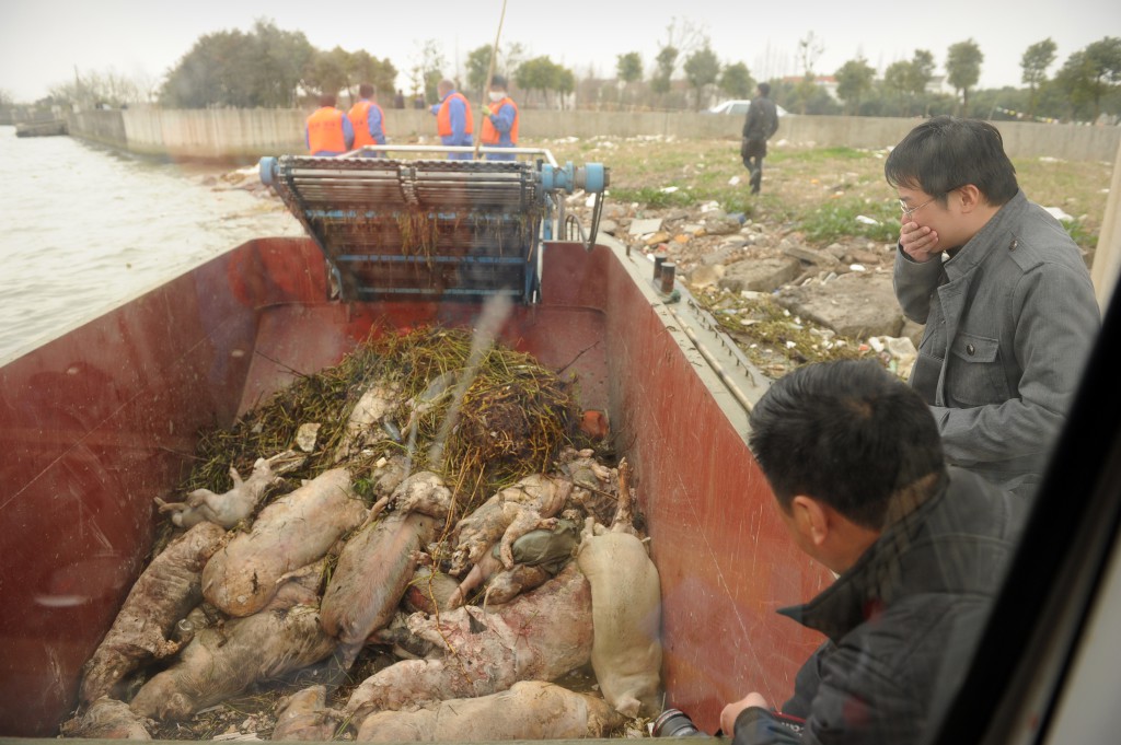 CHINA-POLLUTION-FARM-ANIMAL-PIG