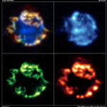 Resterna av en supernova vid namn Cassiopeia A, ungefär 10 000 ljusår bort. (Foto från NASA/JPL-Caltech)