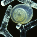Tre svampars skelettnålar omger ett blått spiralformat sandkorn. Skelettnålar i svampar är skelettet av de flesta arter av svampar. De är gjorda av kiseldioxid. (Foto: Gary Greenberg)