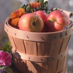 Äpplen och krysantemum är höstprodukter som används för dekorationer eller äts upp under thanksgivinghelgen.  (Foto: Cat Rooney / Epoch Times)