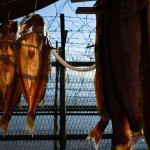 Fisk hänger på tork bredvid taggtrådsstängslet. (Foto: Jarrod Hall)