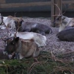 I en annan del av parken fanns nordiska djur, bland andra renar. De ligger och vilar, kanske för att de tror sig om att få dra tomtens släde, eller? (Foto: B Plogander / Epoch Times)